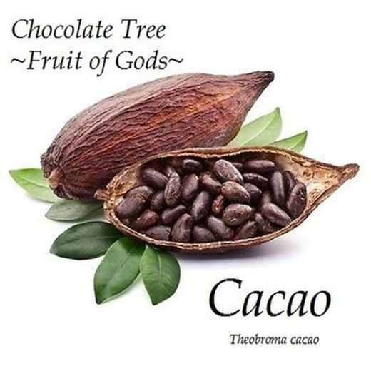 Cacao.