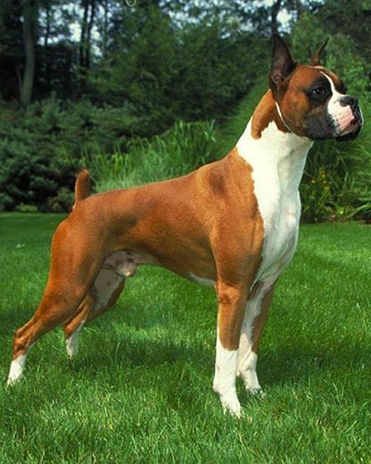 Boxer dog