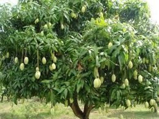 Árbol de mango.