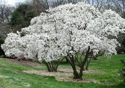 Planta magnolias