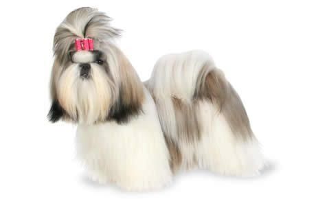 Dog shih tzu