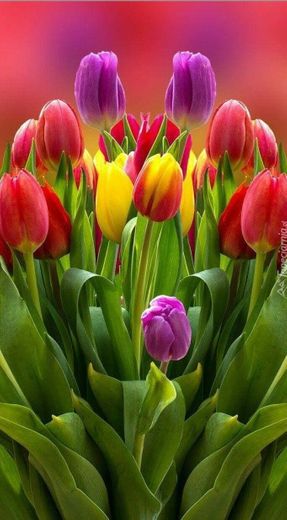 Tulipanes.