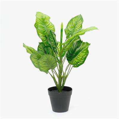 Planta
