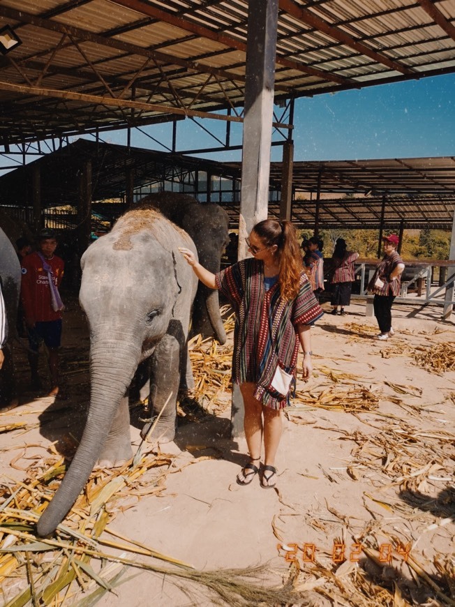 Place Elephant Jungle Sanctuary