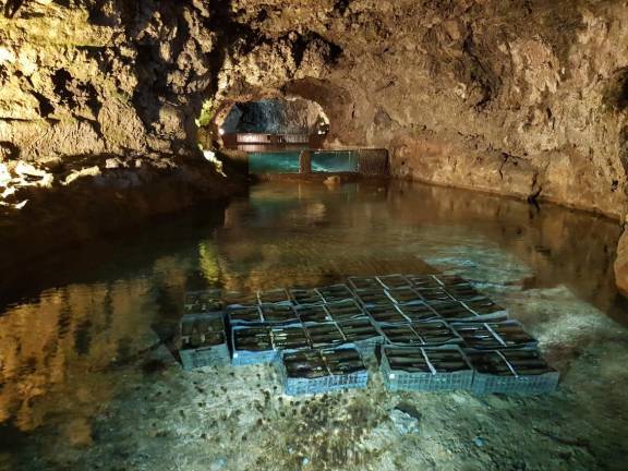 Lugar Grutas de São Vicente