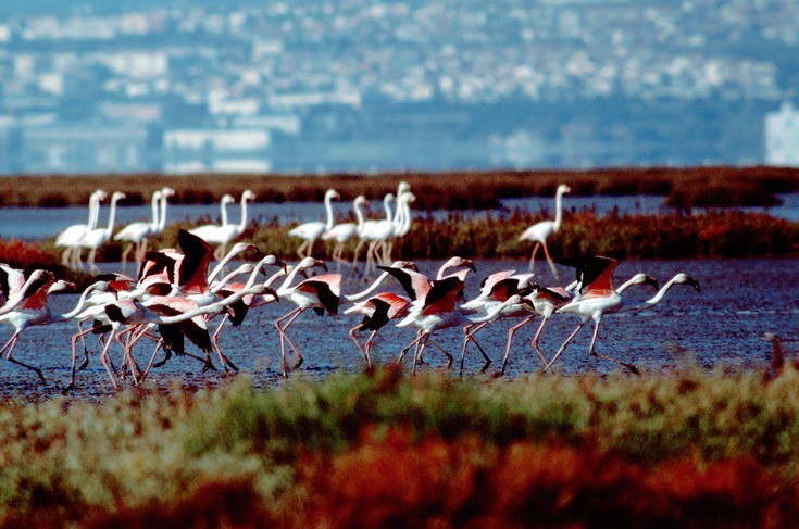 Lugar Reserva natural del Estuario del Tajo