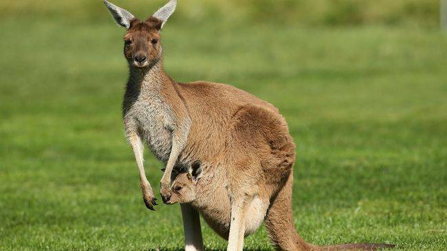 Lugar Australia