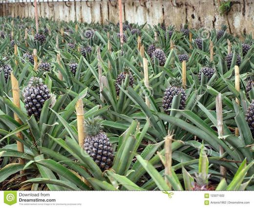 Azorean Pineapple Plantation