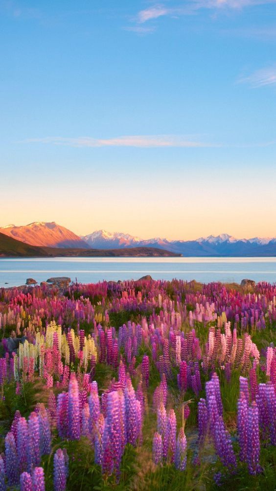 Place Lake Tekapo