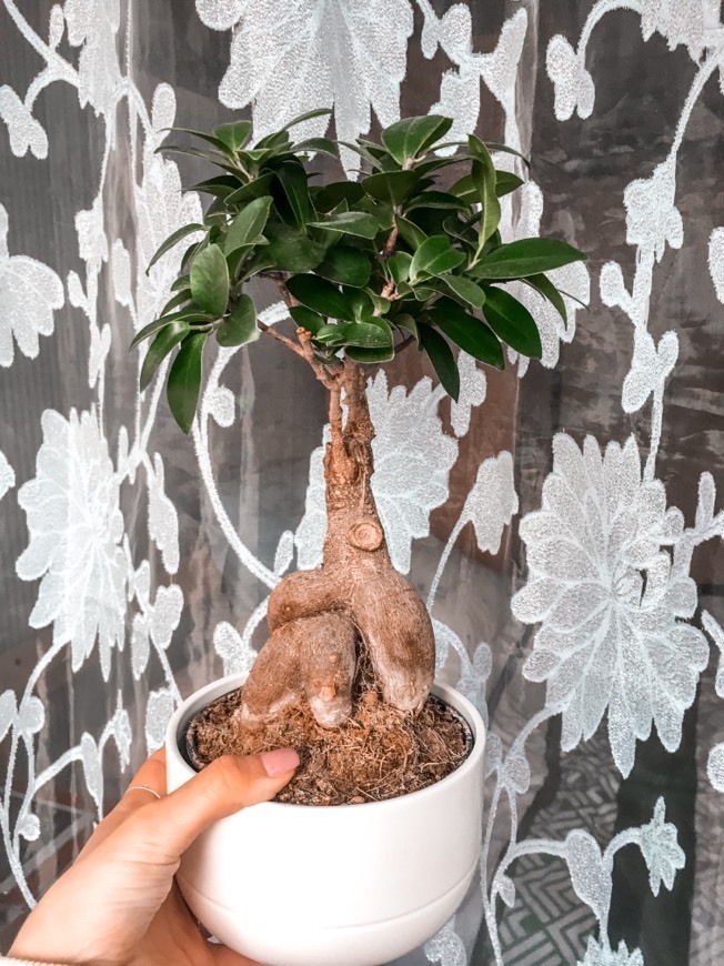 Bonsai