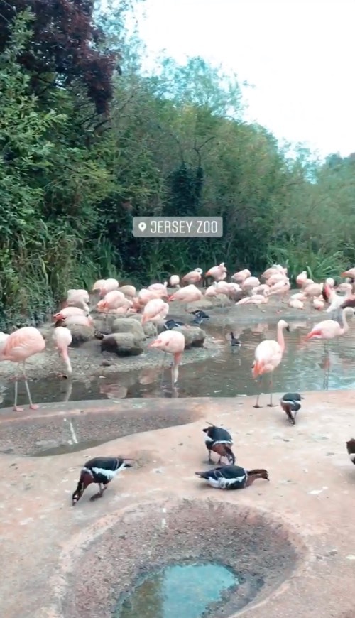 Place Jersey Zoo