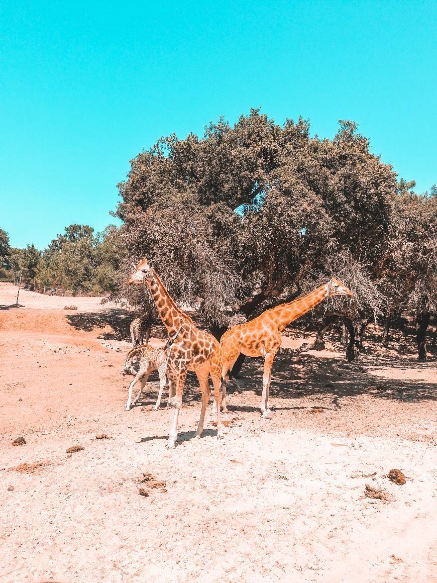 Places Badoca safari park