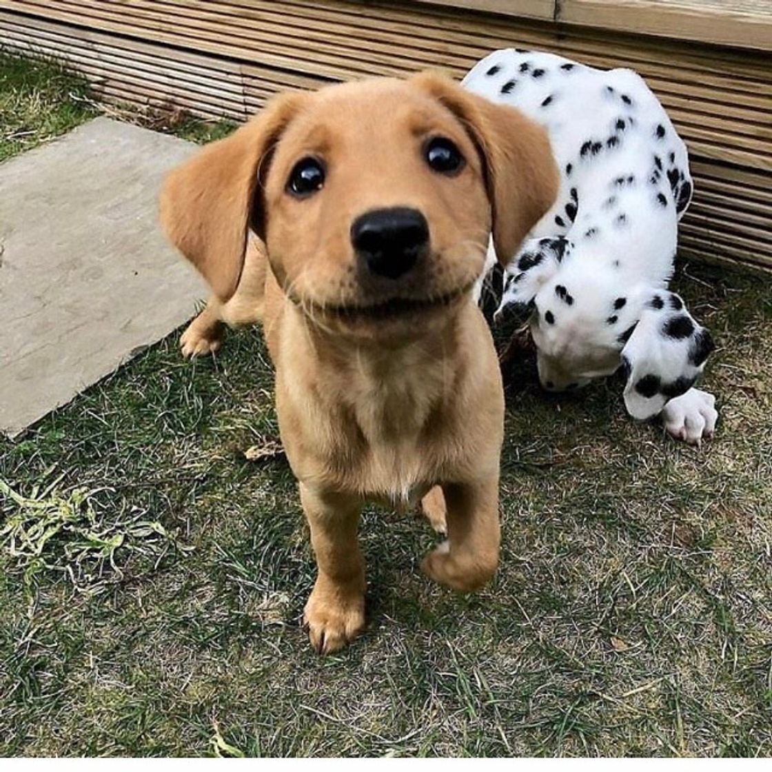 Social 🐶🐶🐶