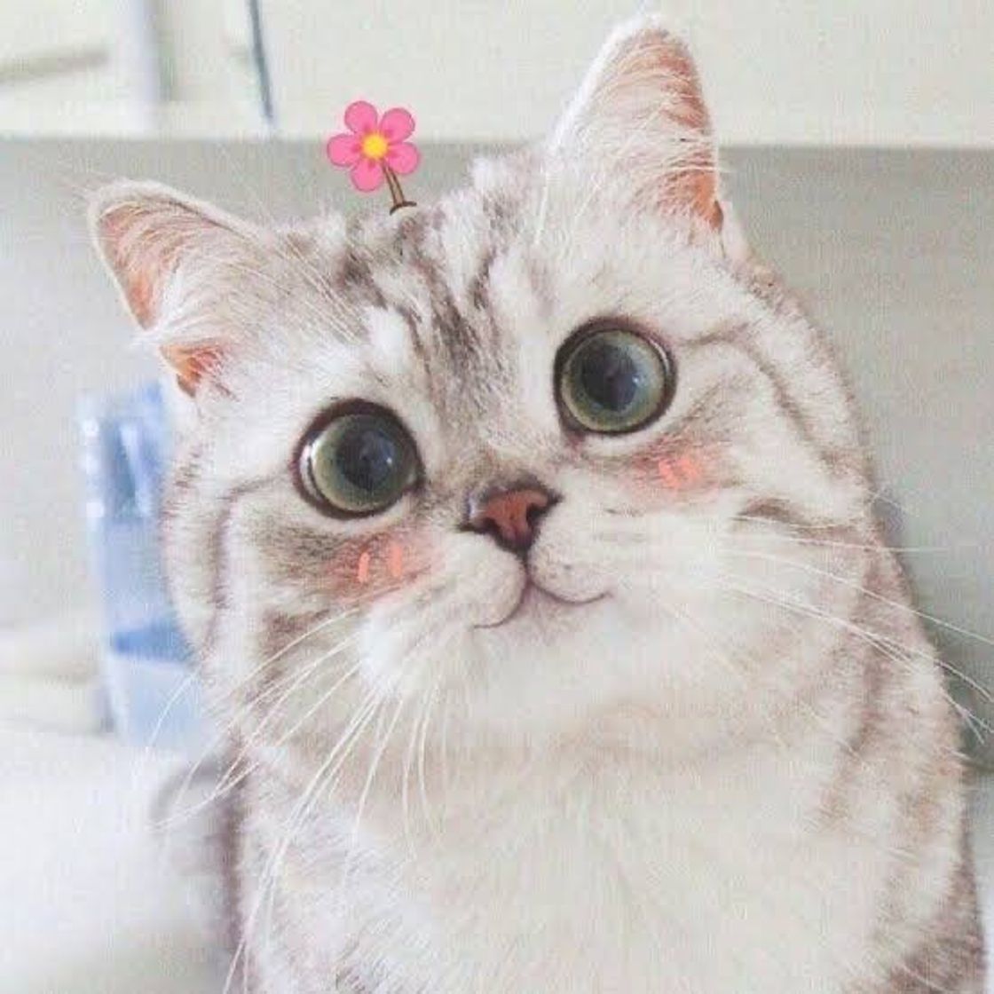 Moda 🐈🌸