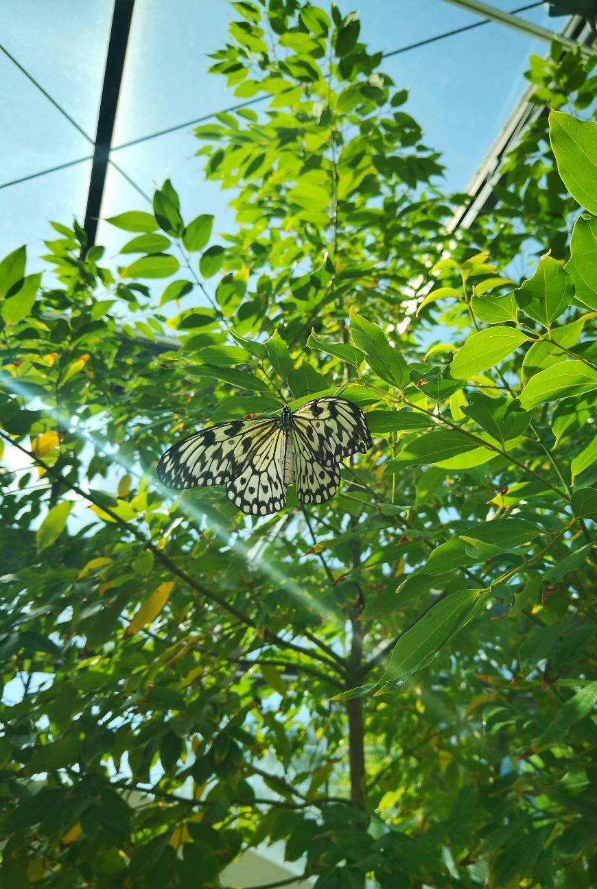 Place Borboletário tropical
