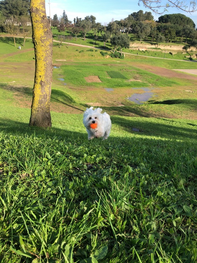 Lugar Parque da Bela Vista