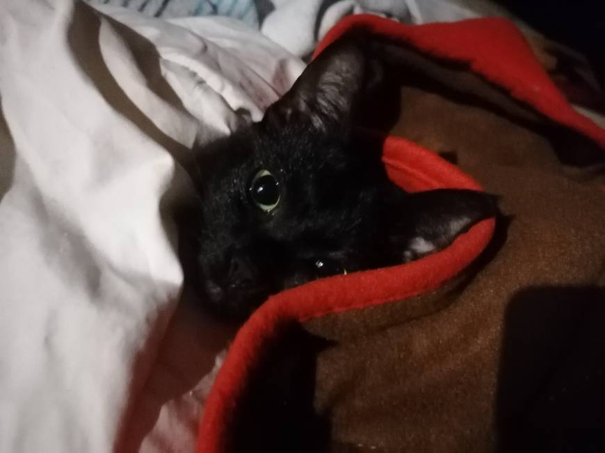 Place Viky the viking