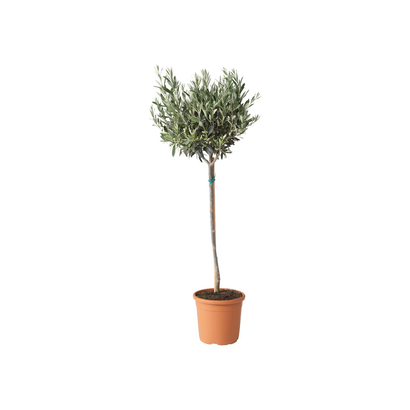 Producto Ikea Olea Europea