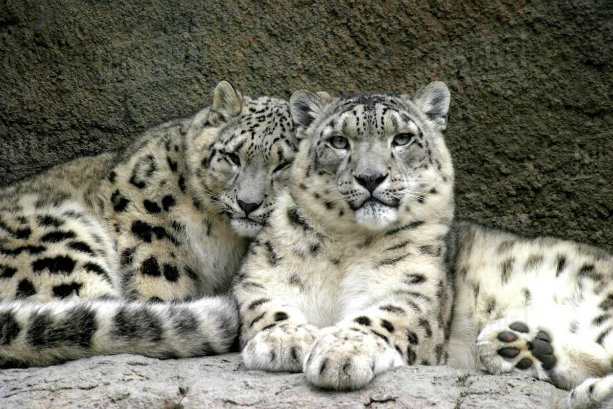 Moda Panthera uncia (Snow Leopard)