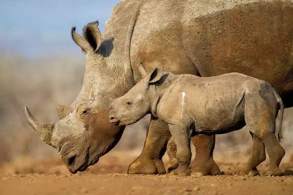 Moda Rinoceronte branco (Ceratotherium simum)