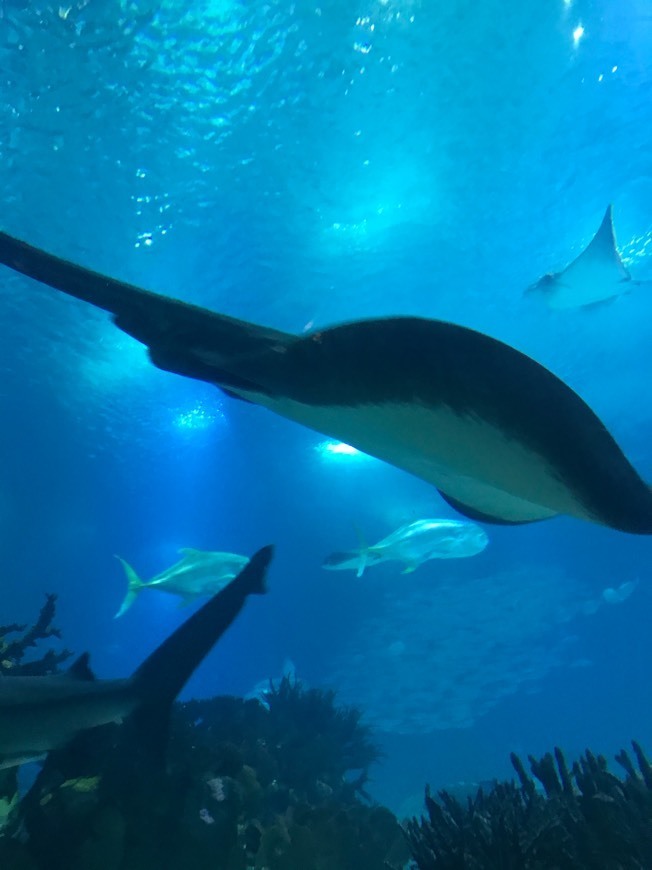 Lugar Oceanário de Lisboa