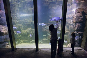 Lugares Galway Atlantaquaria, National Aquarium of Ireland