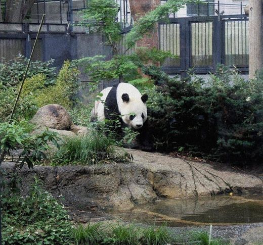 Ueno Zoo