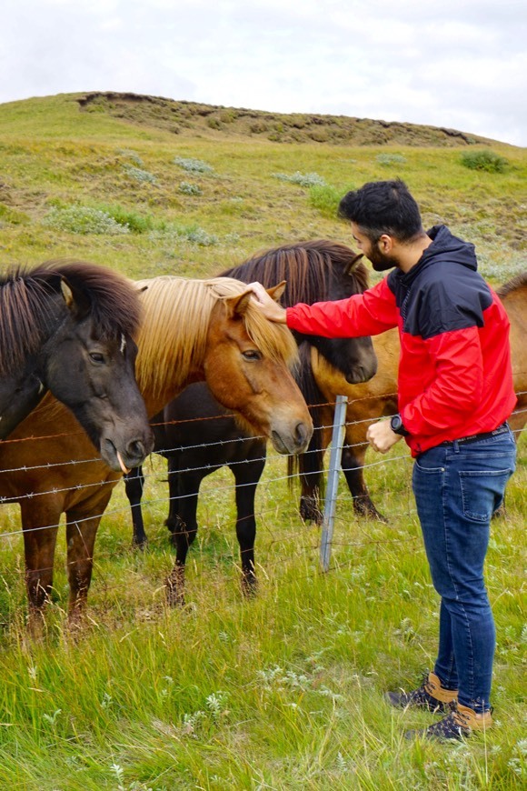 Íslenski Hesturinn - The Icelandic Horse
