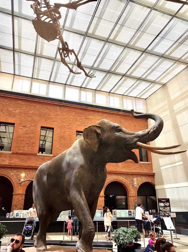 Place Museo de Historia Natural de Toulouse