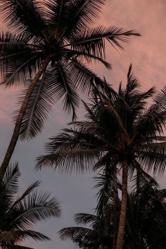 Social wallpaper 