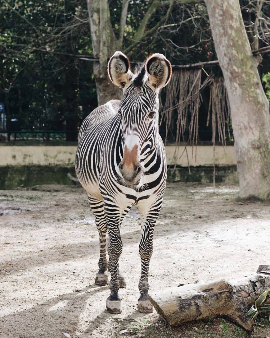 Jardim Zoológico de Lisboa

