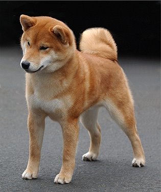 Fashion Shiba inu 