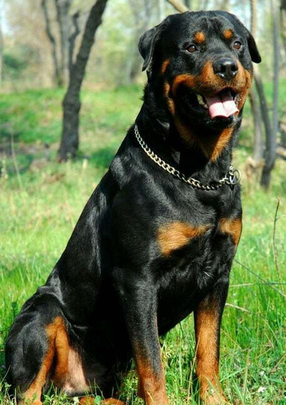 Fashion Rottweiler