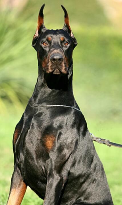 Fashion Dobermann