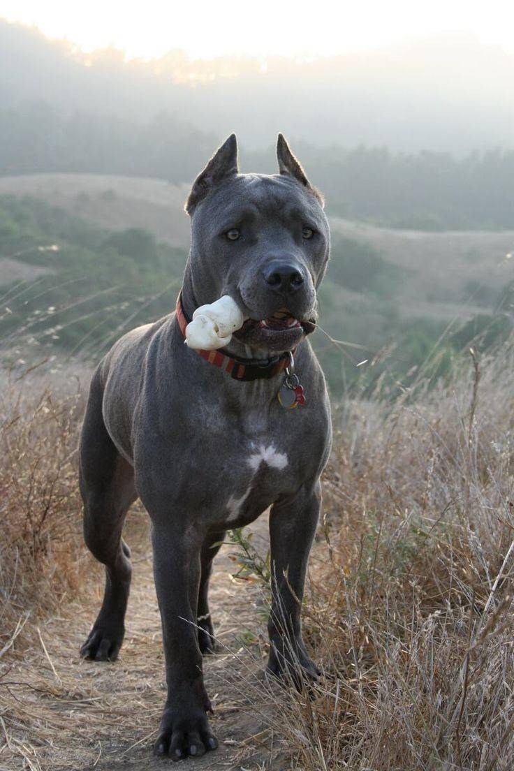 Social Cane corso