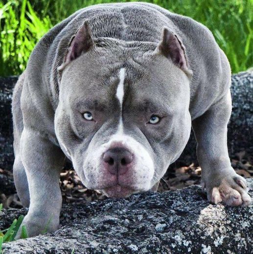 American bully pocket 