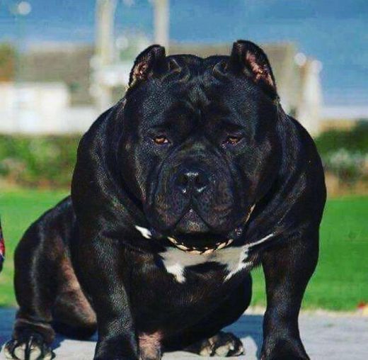 American bully pocket 