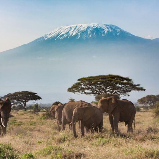 Kilimanjaro