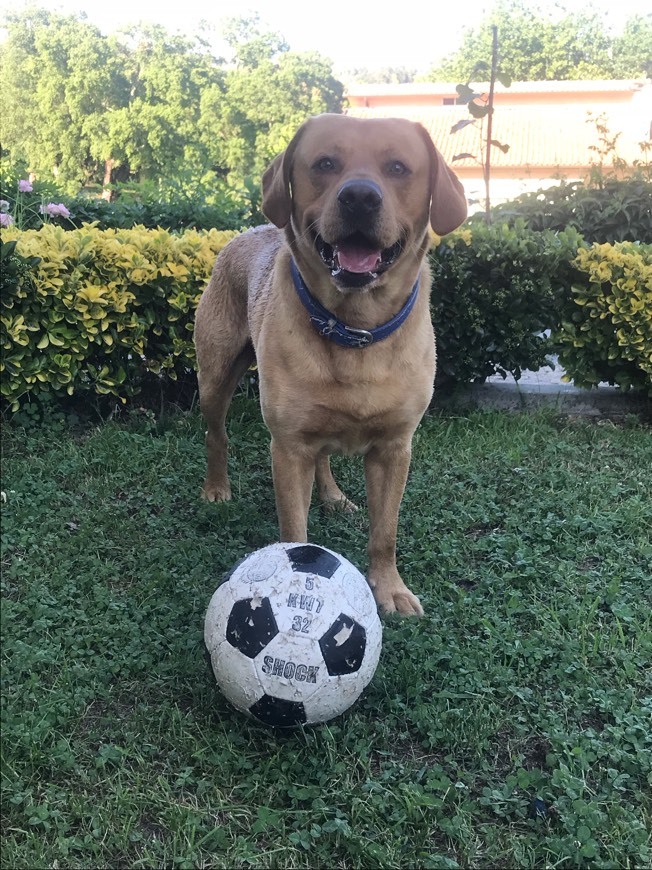 Fashion Labrador Retriever Club