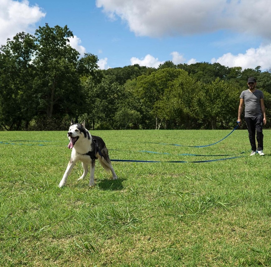 Product Guia para soltar o cão