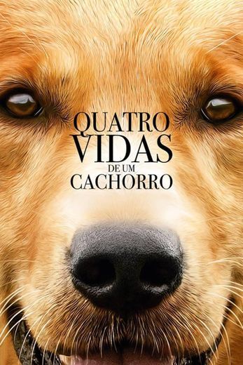 Movie Quatro vidas de um cachorro