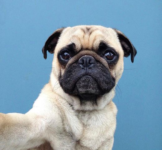 Pug