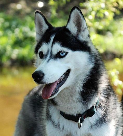 Husky siberiano