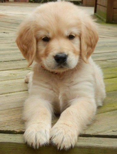 Golden retriever 