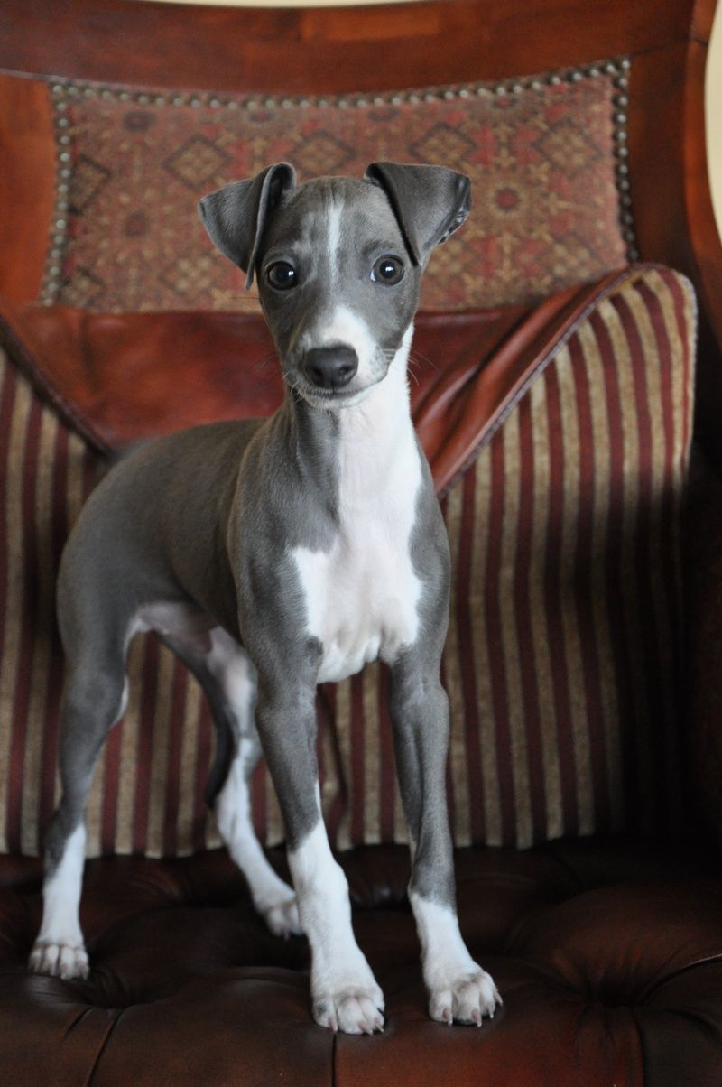 Moda Galgo italiano puppy 