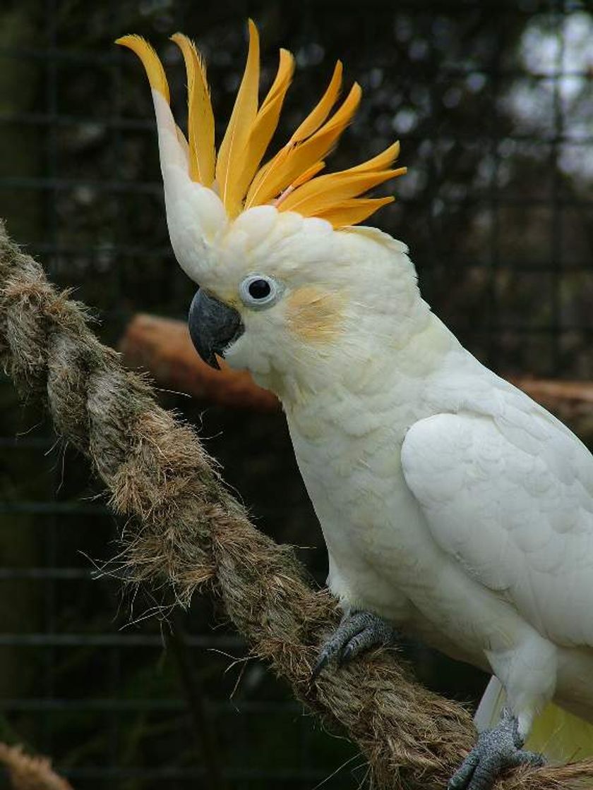 Citron Cockatoo