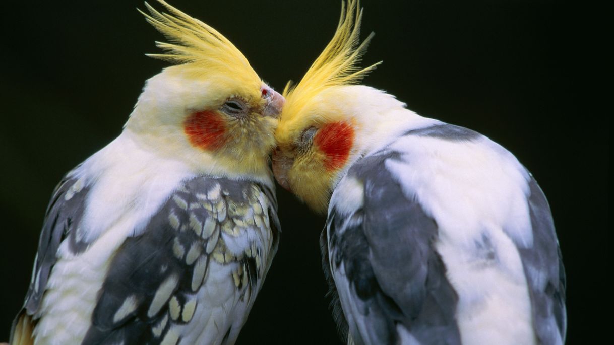 Cockatiel