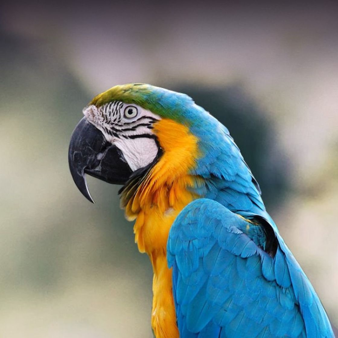 Moda Macaw parrot