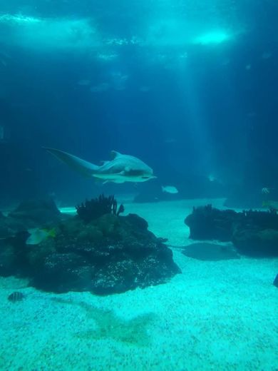 Oceanário de Lisboa