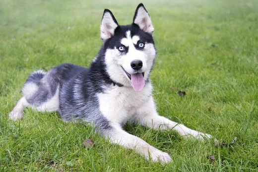 Husky Siberiano